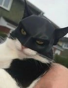 TONG Cat Bat Cool Man Mask Cat Avenger Mask Matte Cute Bat Mask Superhero Toys Cat Bat Pet